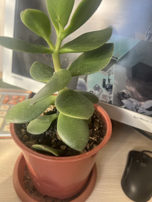 Продам комнатные цветы.