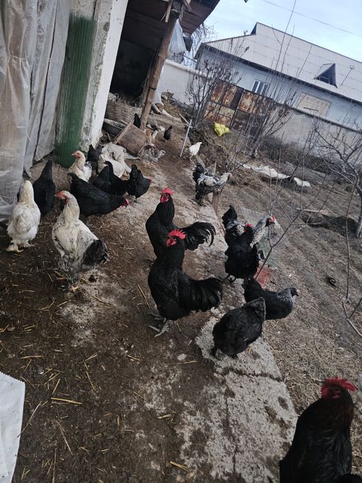 Брама товук ва хурозлари сотилади