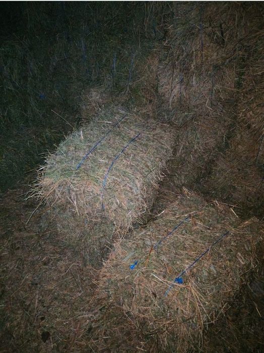 Vând baloți de lucernă(2025) – calitate bună