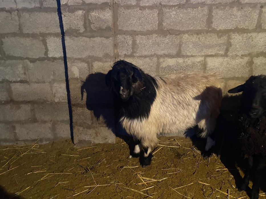 Продам Козла!большой