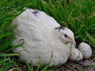 Prepelite in faza de ouat