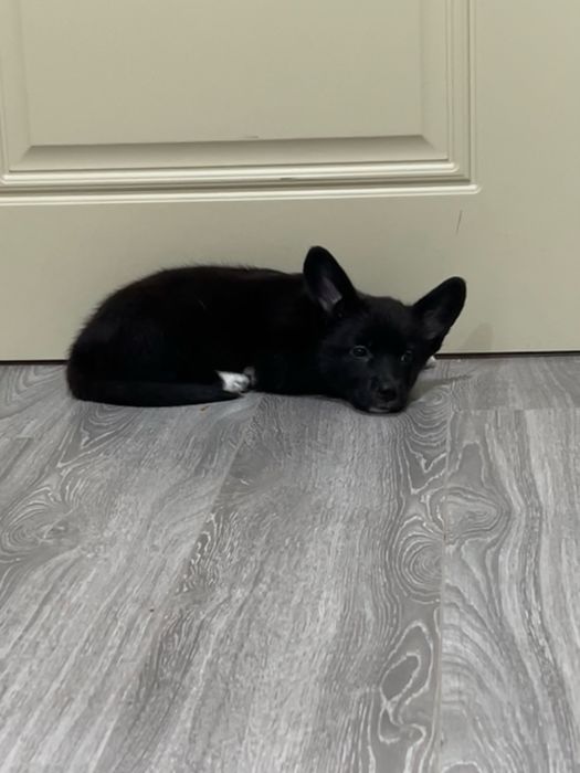 Продается девочка — метис корги × немецкой овчарки