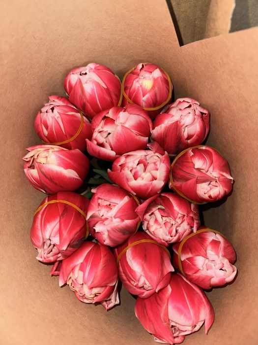 Тюльпаны Голандия