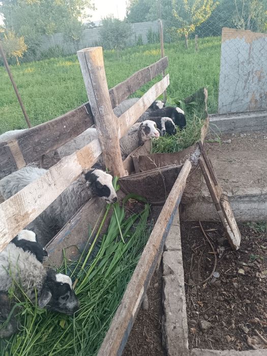 Продаю породистых Баранов"'Рамановски'"