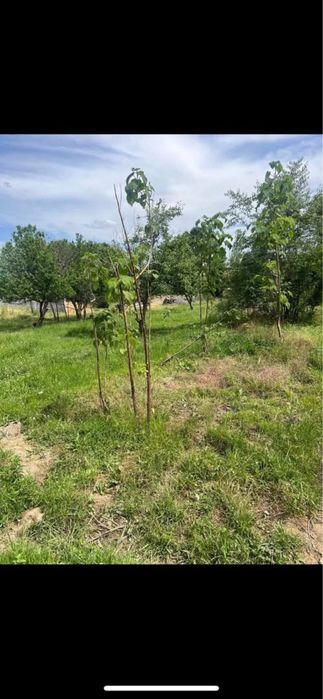 Куктерекда ер участка сотилади