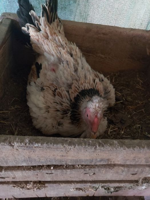 Kuruk tovuq sotiladi