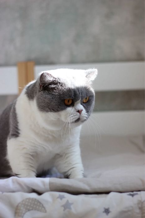 Британский котенок