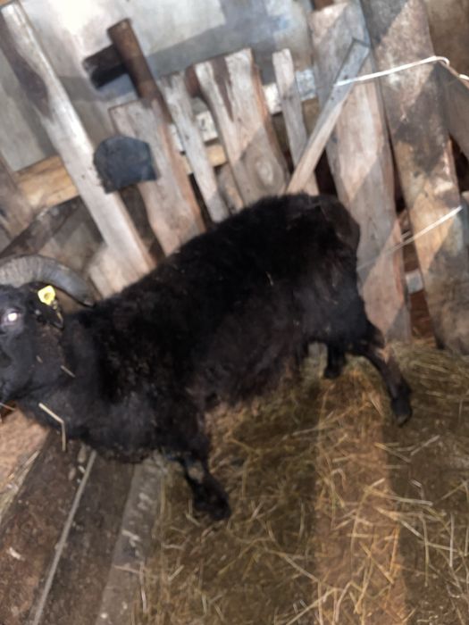 Қошкар саттылады