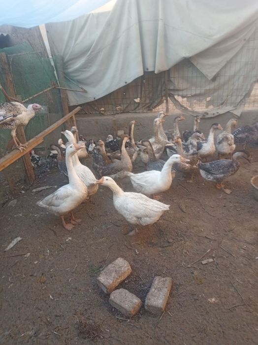 Продаётся гусы дёшево