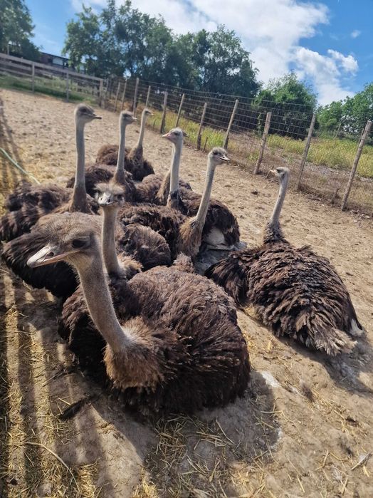 Vând 9 struți africani, 13 luni
