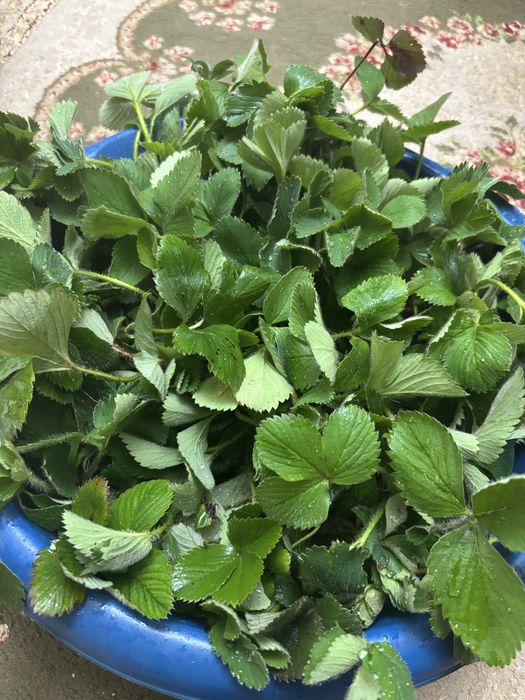 Отростки клубника сорт Альбион