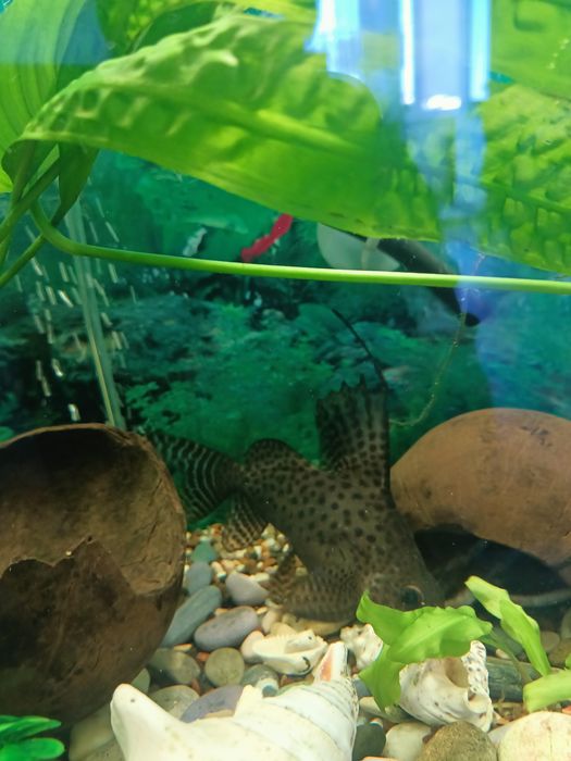 Продам аквариумных рыбок сомиков