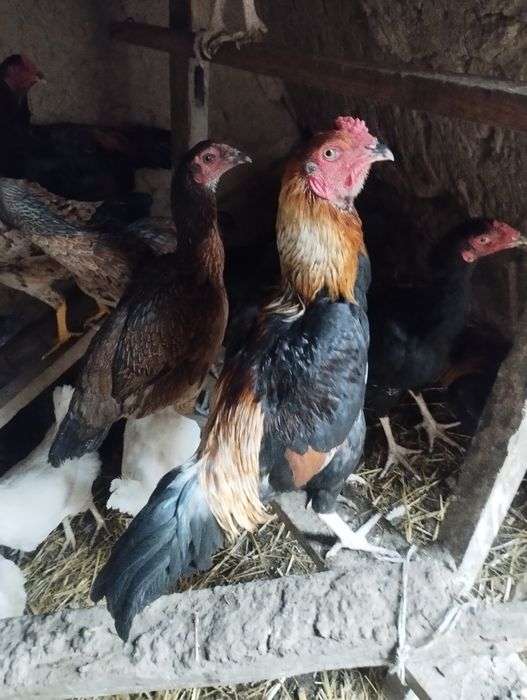 Дакан турецкий хинт