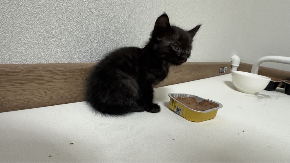 Отдам котят в добрые руки,1.5 месяца