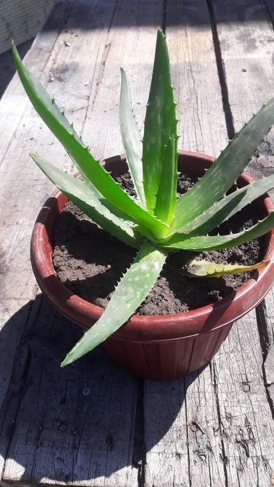 Алое  вера лечебное .