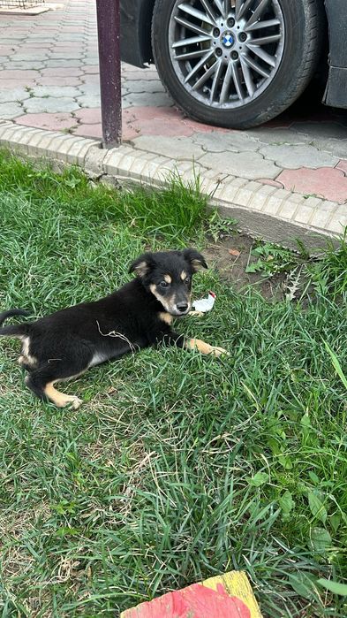 Щенки 2х месячные