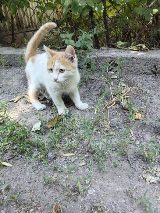 Котёнок мальчик ищет дом!