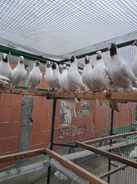 Продавам Палбелий