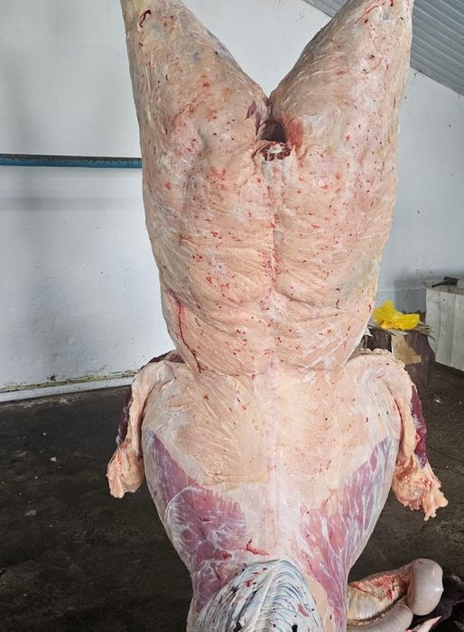 Конина с откорма