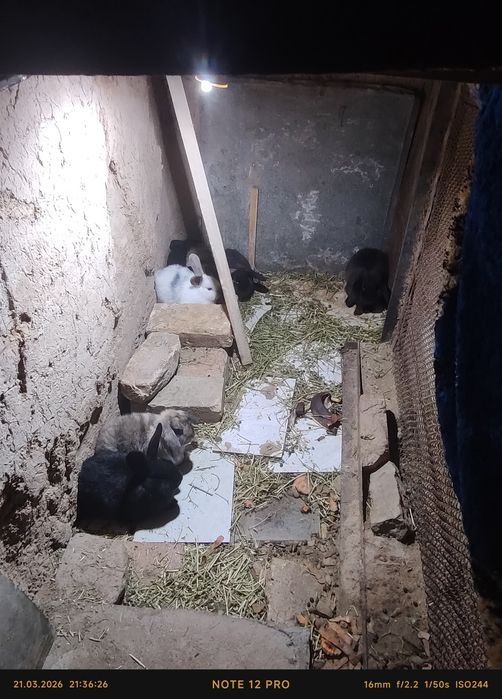 Quyon bitta onas va yetta bolas bor