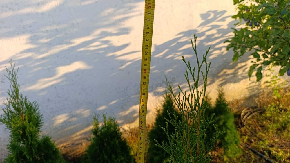 Западна туя Фастигиата / Thuja occidentalis Fastigiata