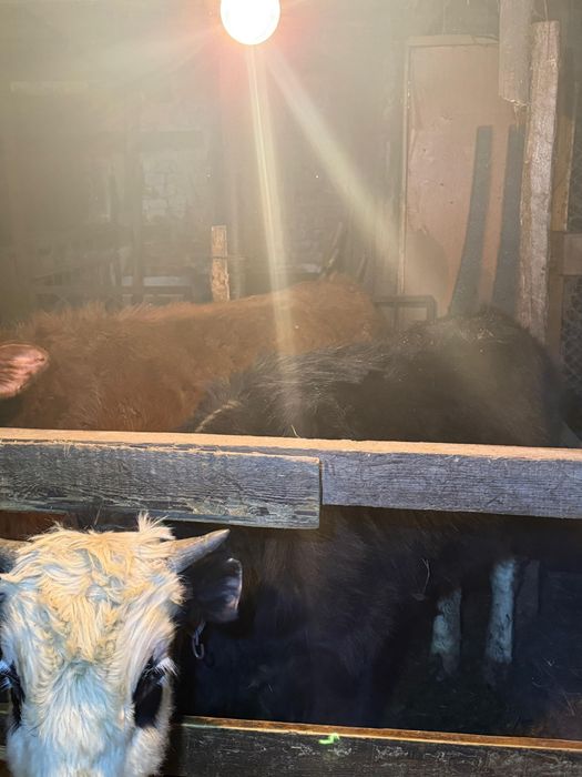 Выгодно! 7 годовалых бычков, торг уместен