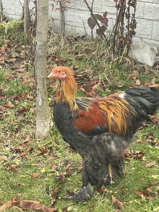 Cocos Brahma Potarnichiu