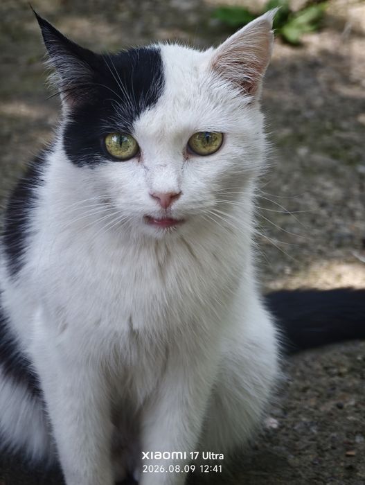 Много котят в хорошие руки.