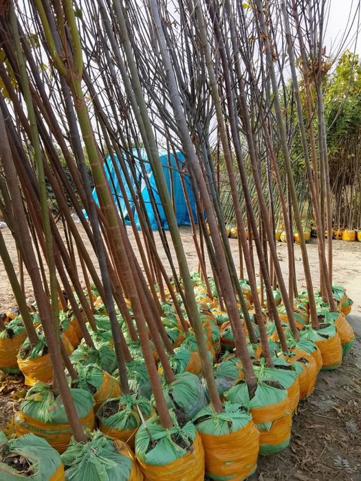 Декоратив кучатлар бор комли Manzarali ko’chatlar turpogi bilan bor