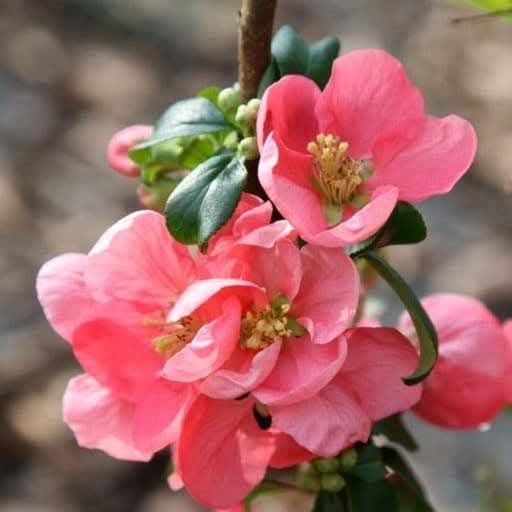 Японска Дюля/4 Налични цвята