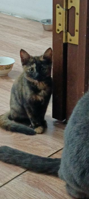 Отдам котенка в любящие  руки