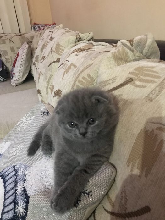 Шотландско  клепоухо късокосместо коте