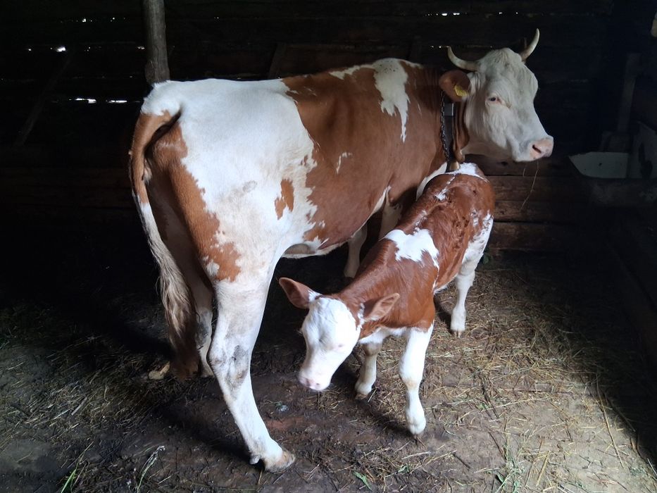 Vând vaca 4 ani viteaza 2 saptamani