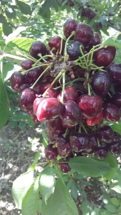 Нихоллар черешние барвактки кечки,урик  пайванди олма шафтоли сотилади