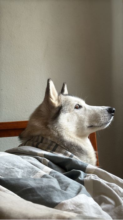 Отдам собаку в добрые руки бесплатно