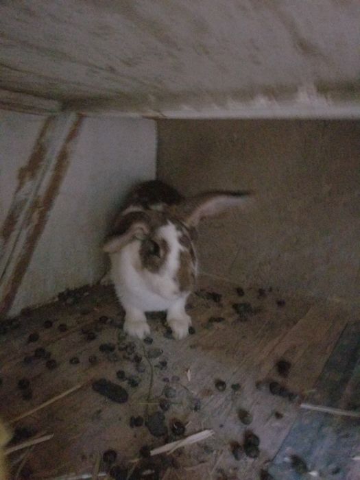 Flandr bolalari sotiladi 1oylik dan 45kunlikgacha