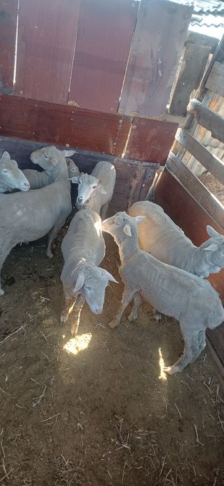 Тоқтылар сатылады