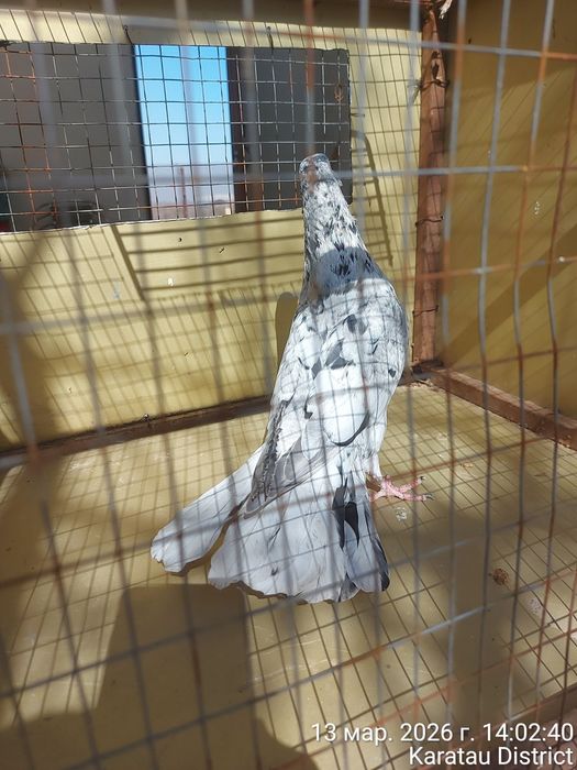 Широкохвостые голуби