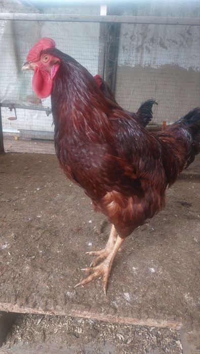 Кизил ху́розлар сотилади... 250 бор...