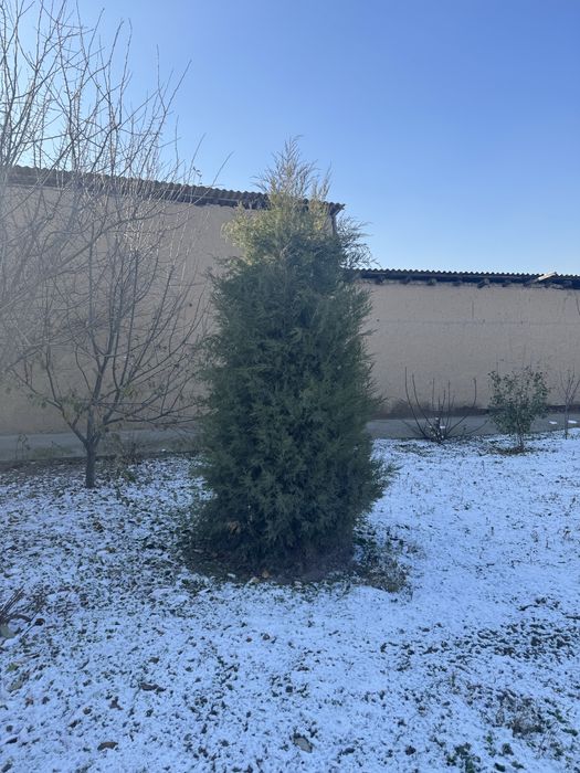 Archa sotiladi арча сотилади