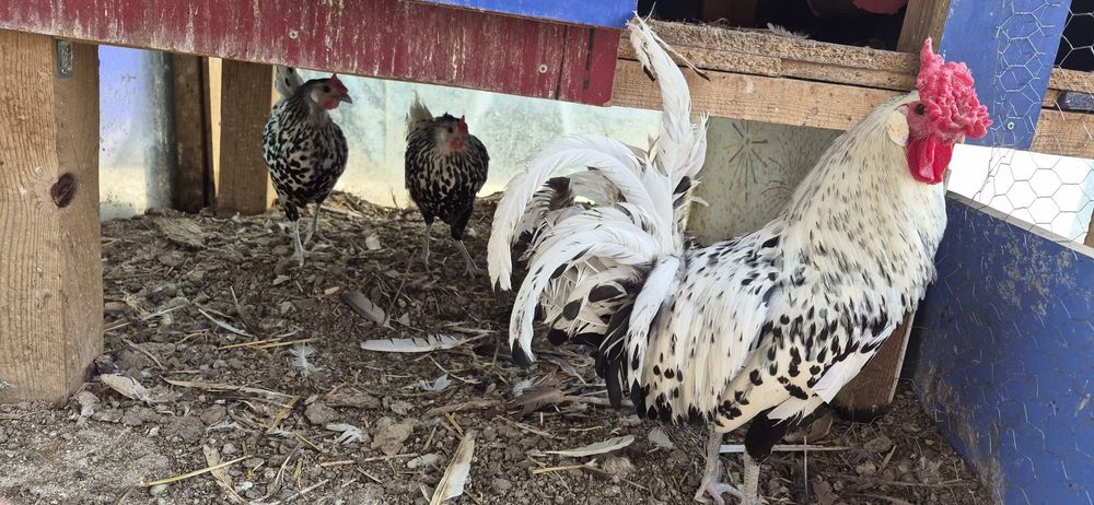 Perechi Mătase japoneza, Araucana și prepelițe