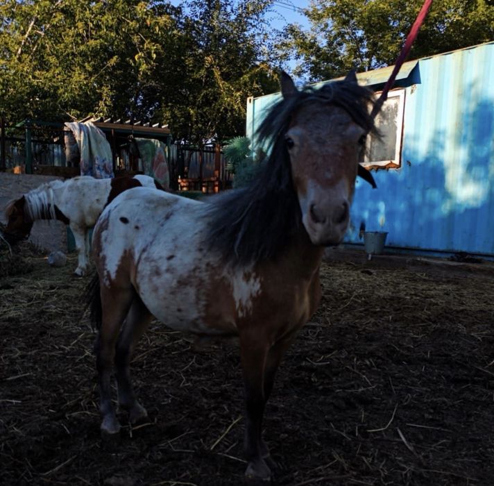 Продам пони аппалуза