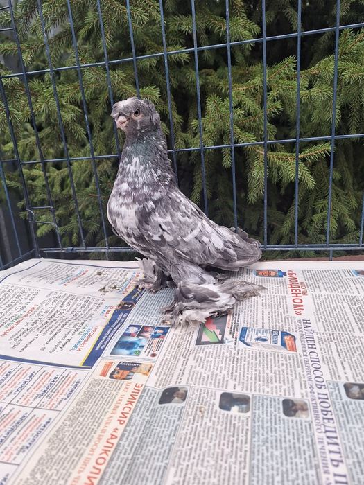 Продам голубя чилкаря