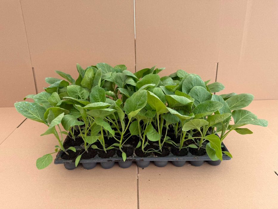 Răsaduri de legume profesionale - Livrare prin curier în toată țara