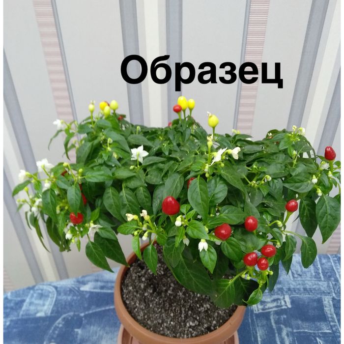 Комнатный горький перец