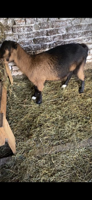Capra tanara, metis de Alpine Francez