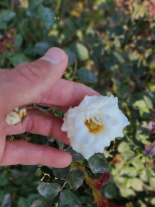 Атргул оптом гарантия