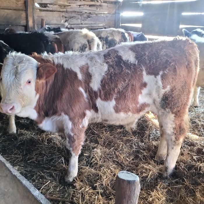 Vând viței înțărcați