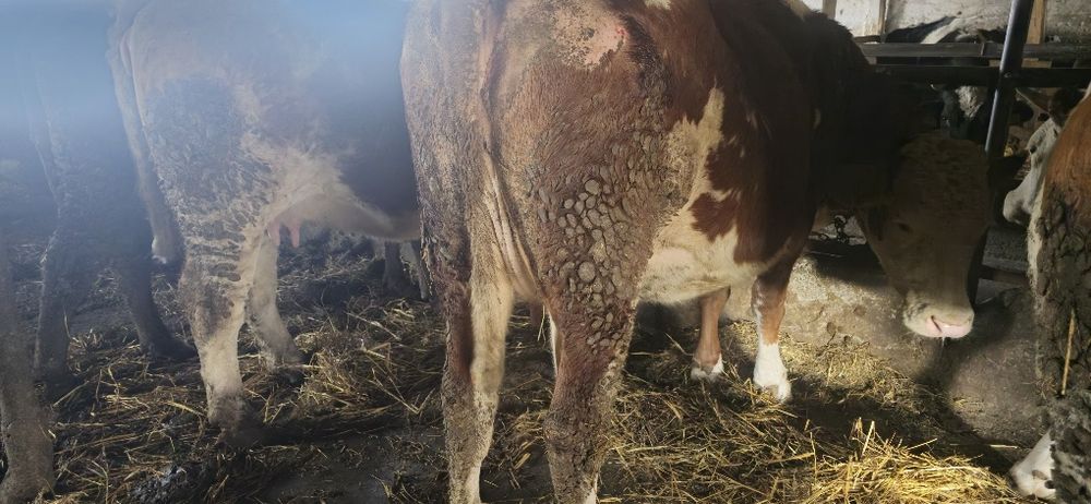 Junici gestante în 9 luni