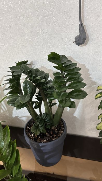 Продается домащние цветы